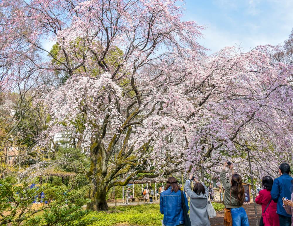 Das Hanami Matsuri: das Fest der Kirschblüten