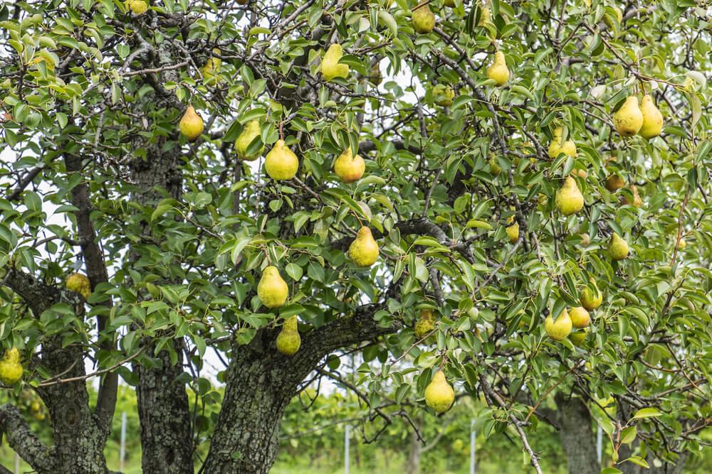 Spezialitäten Orléans Früchte und Gemüse