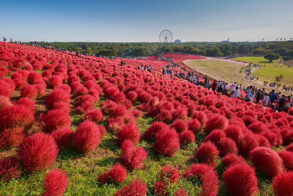 Kochia mit der Menge im Kokuei Hitachi Seaside Park