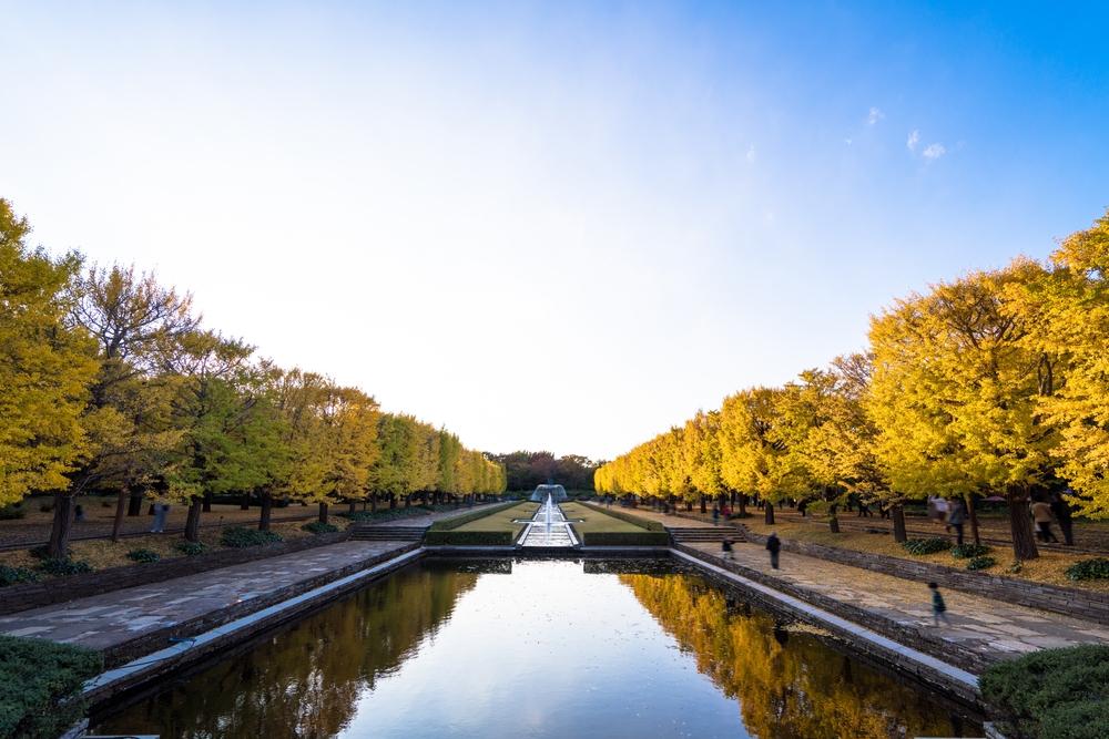 Herbstliche Ginkgo-Baum-Tunnel im Showa Memorial Park