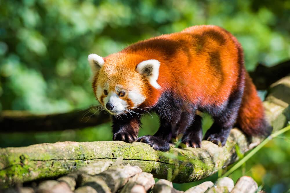 Aktivitäten Rouen Biotropica