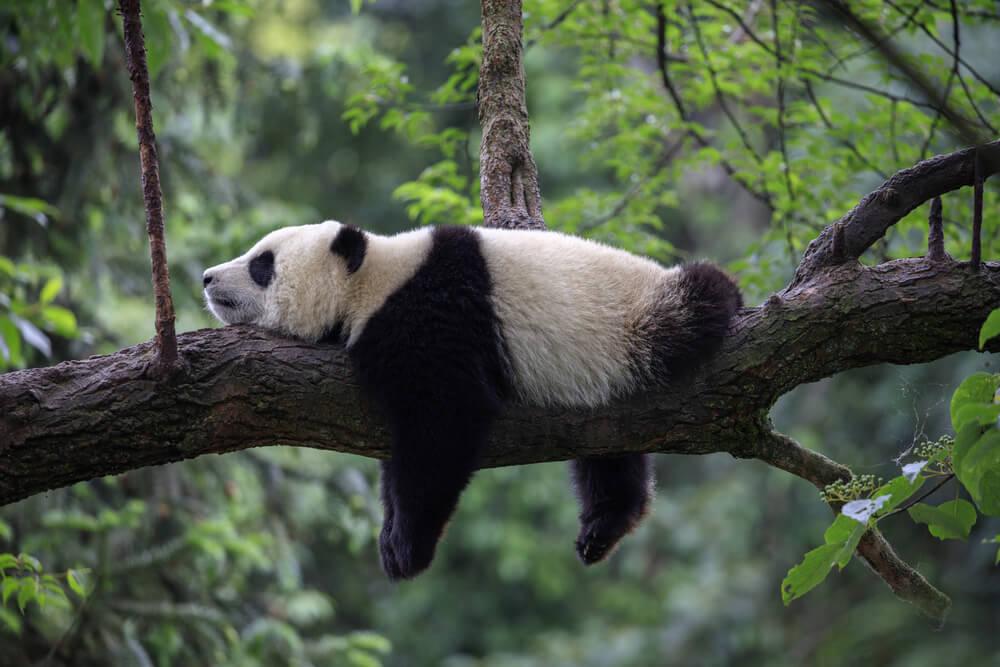 panda china