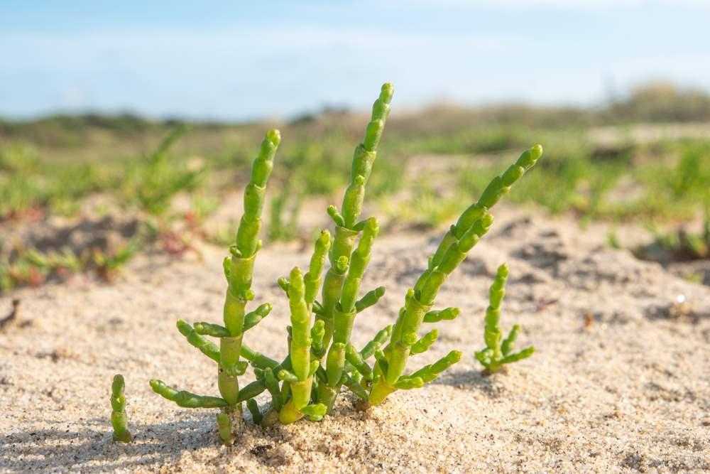 Salicornia Insel Ré