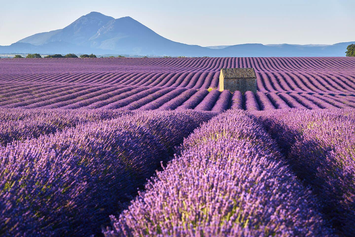 Aktivitäten Aix en Provence Lavendelfelder Besichtigung Aix en Provence Lavendelproduzenten Aix en Provence