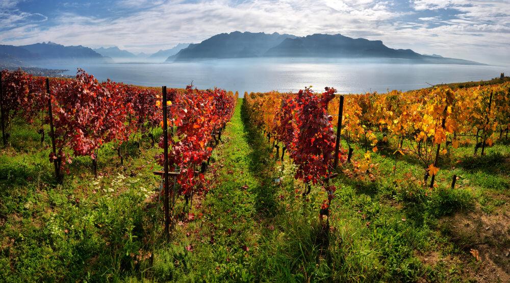 vinas lavaux vaud suiza