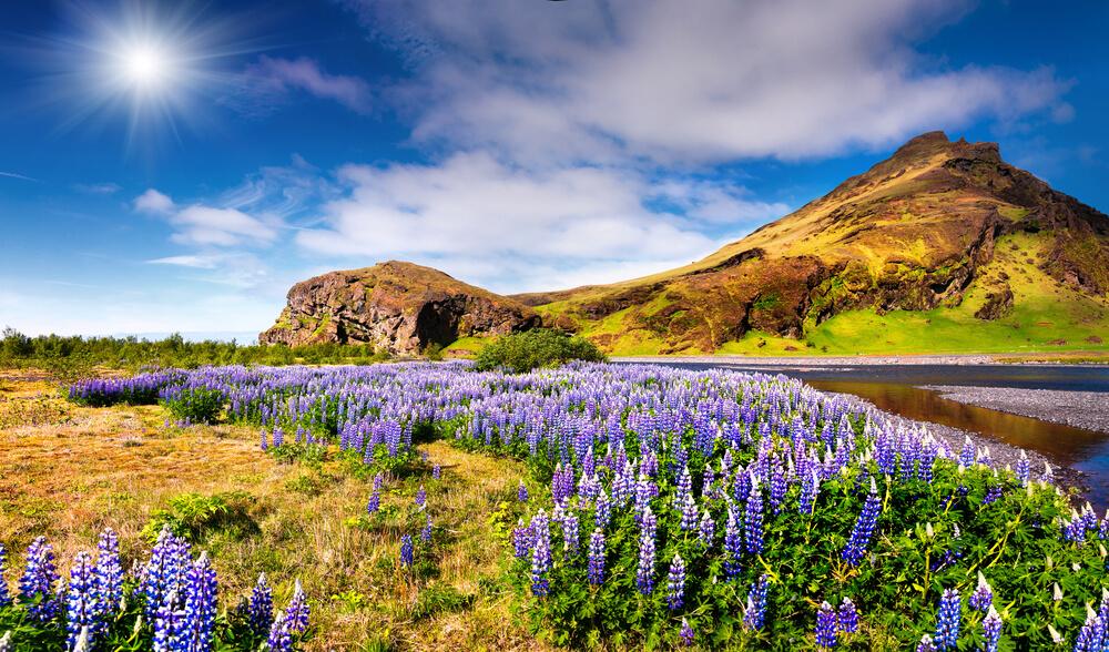 primavera
