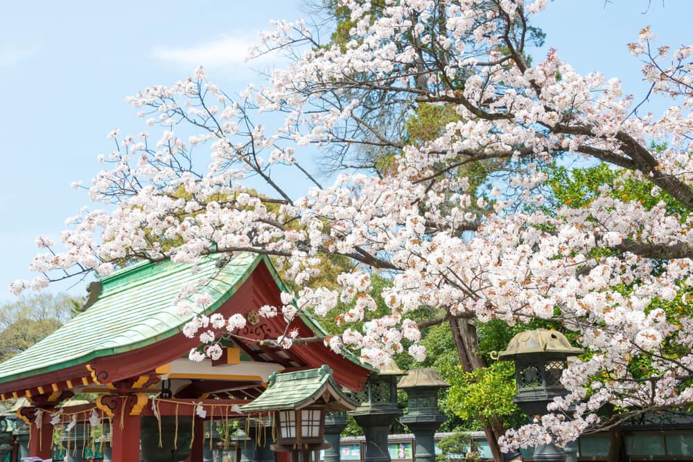Kirschblüten im Ueno-Park Tokio