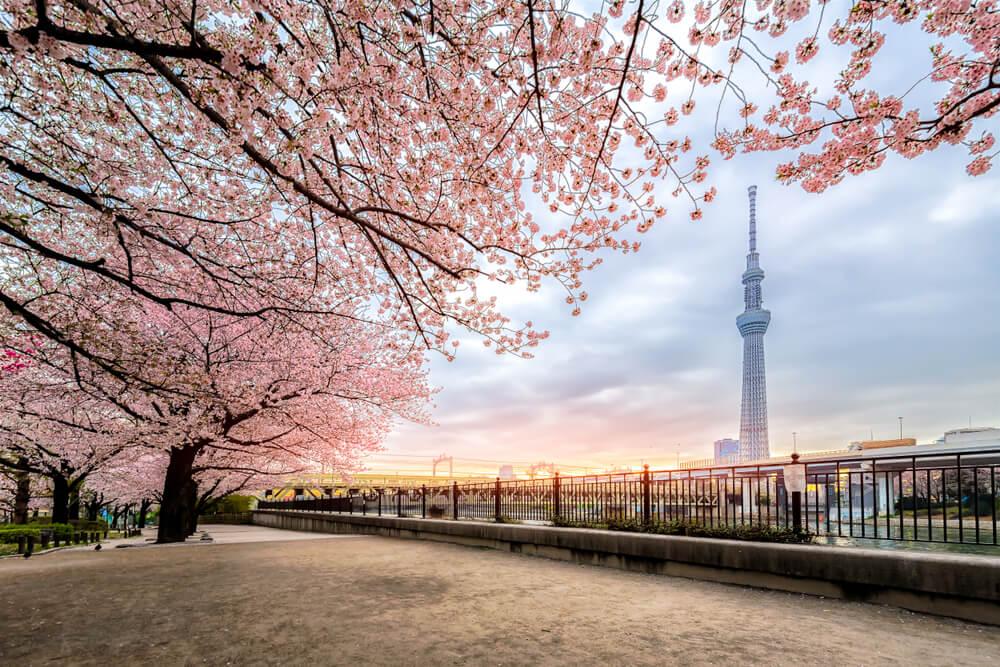 Kirschblüten im Sumida-Park Tokio