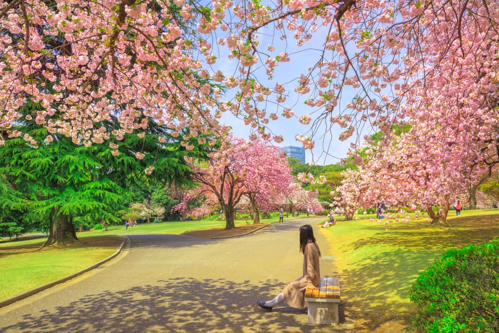 Kirschblüten im Shinjuku Gyoen Park Tokio