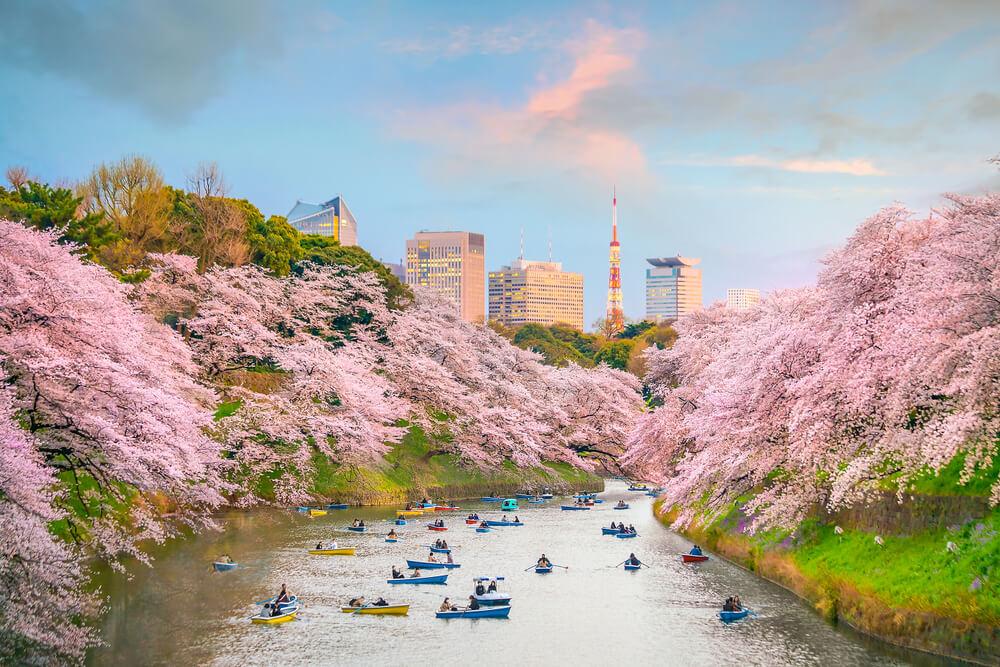 Kirschblüten am Chidori-gafuchi Tokio