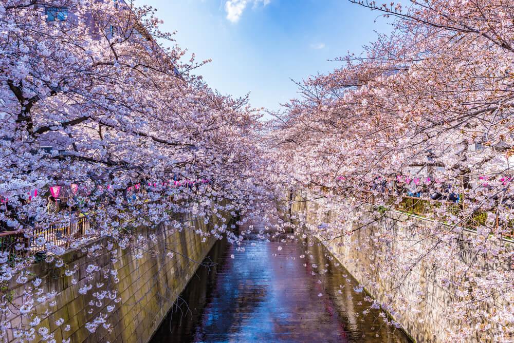 Kirschblüten an den Ufern der Meguro-Gawa Tokio