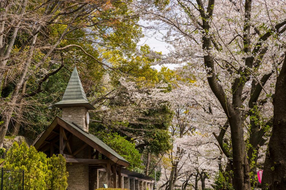 Kirschblüten im Edogawa Park Tokio