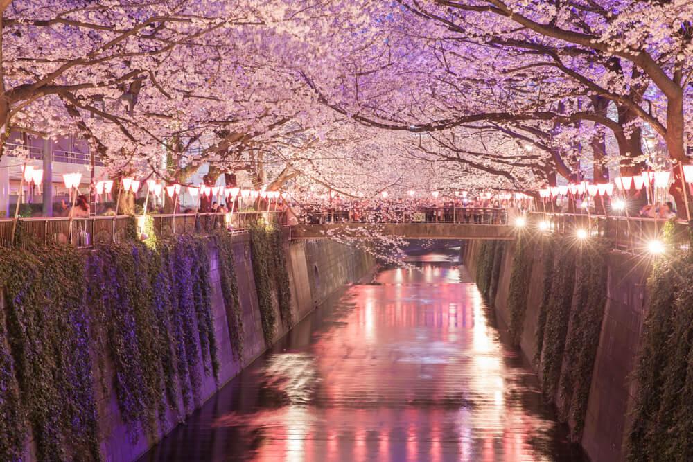 Kirschblüten im Nakameguro Tokio