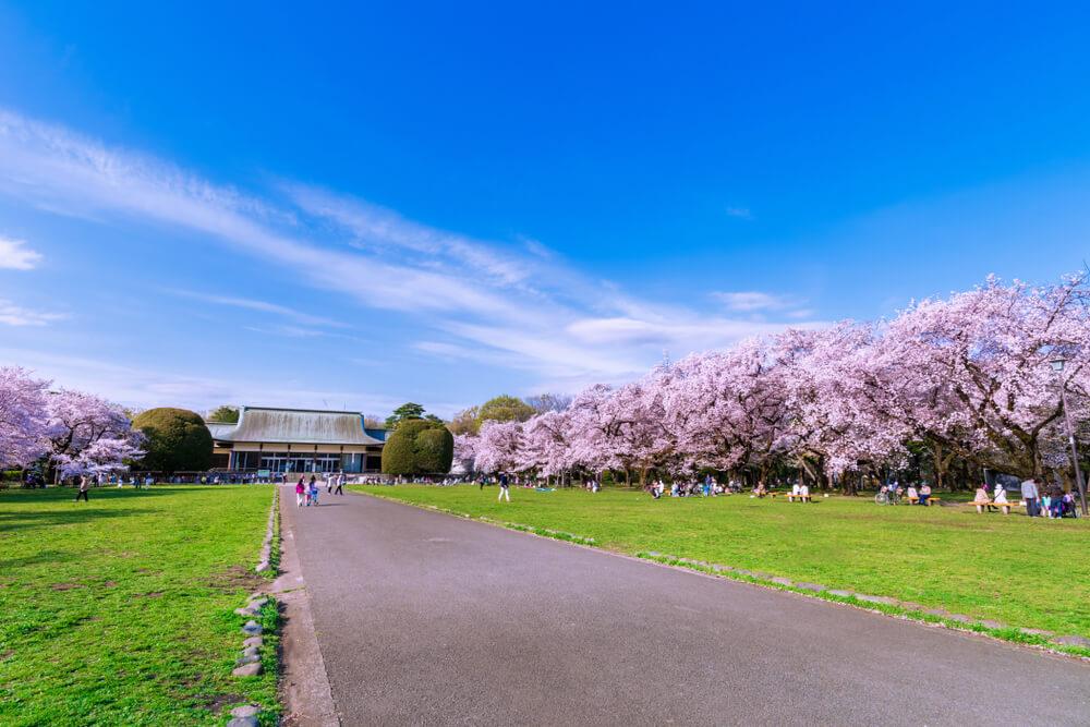 Kirschblüten in Koganei Tokio
