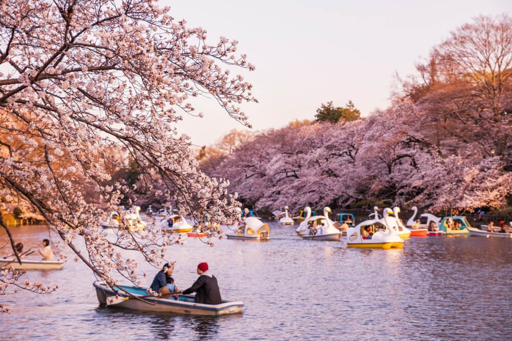 Kirschblüten im Inokashira Park Tokio