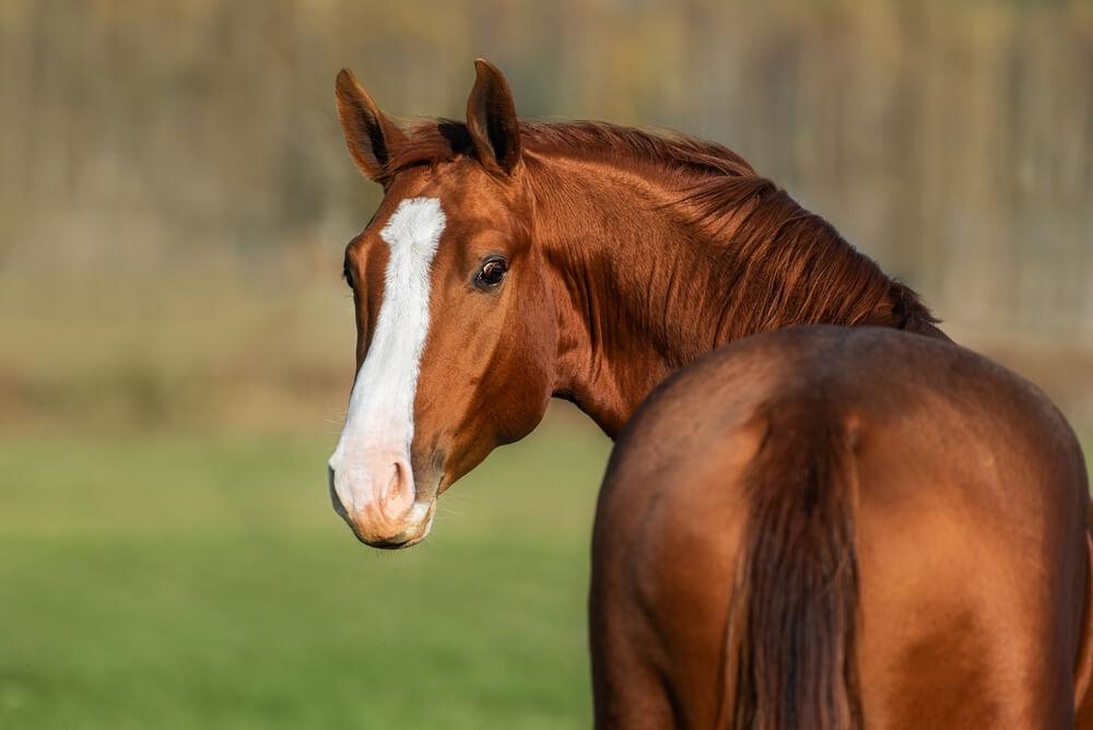 aktivitäten carcassonne reiten