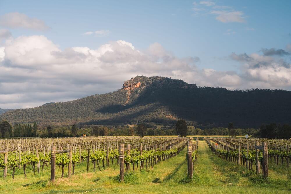 attivita sydney degustazione vini hunter valley