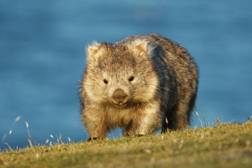 attivita sydney canguri wombat escursione natura