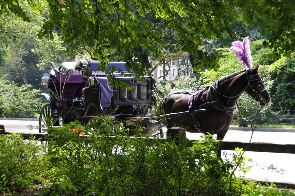 Aktivitäten New York Kutschfahrt Central Park