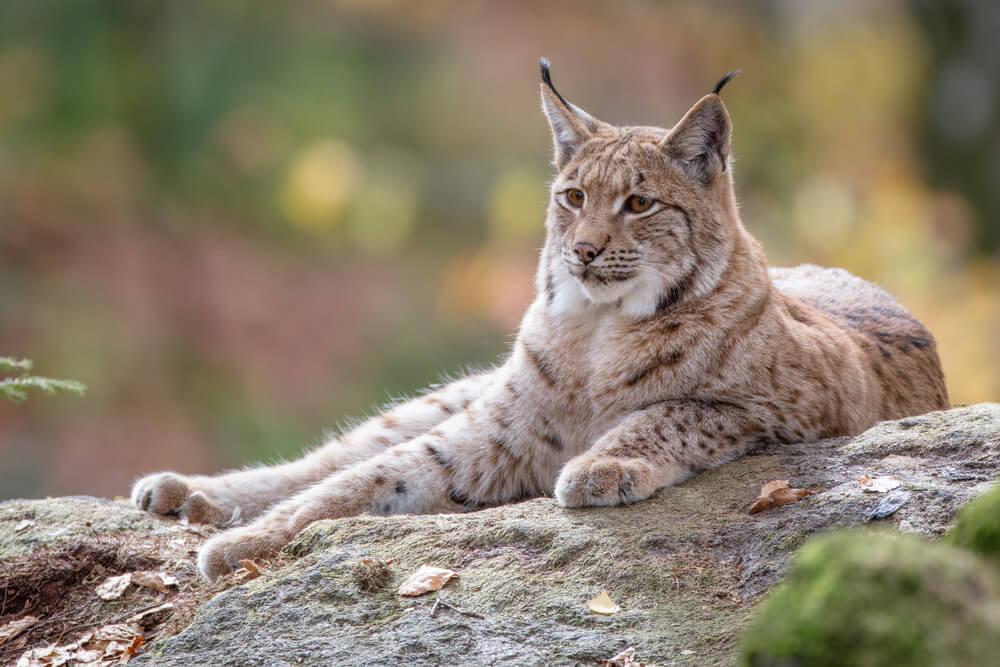 Aktivitäten Orléans Tierpfleger für Katzen