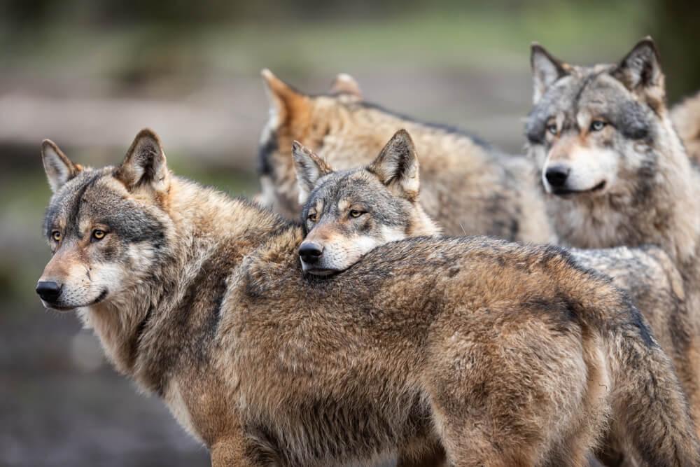 Aktivitäten Orléans Wolfrudel